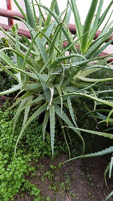 аллое: Алоэ (Aloe arborescens) и декоративный куст в горшках Аллое 5 летнее — 2