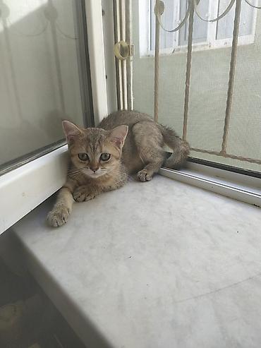 pişik baxımı: Şirin balaca pişik balaları - Növ: Ev pişiyi balaları - — 6