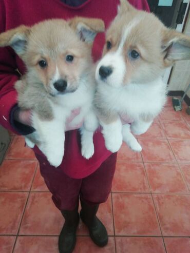 Άλλα: Αξιολάτρευτα κουτάβια Pembroke Welsh Corgi για δωρεάν υιοθεσία