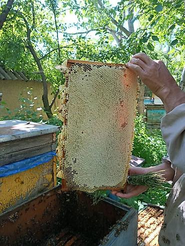 туки сена: Бал, Мёд, асел 🍯 ДҮҢ САТЫЛАТ! Токтогулдун табигый тоо балы Таза — 5