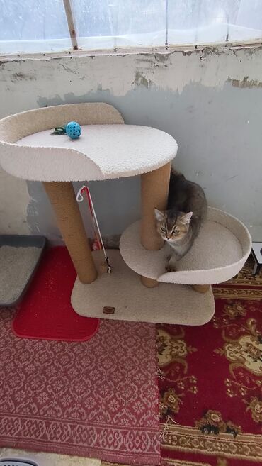 Yuvalar: Bir pisiye aid olan butun esyalar satilir yemek qabi qum qabi boyuk — 2