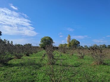 Torpaq sahələrinin satışı: Kənd təsərrüfatı — 13