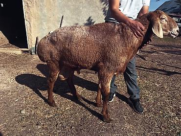 Баран, овца: Продаю | Баран (самец) | На забой, Для разведения — 2