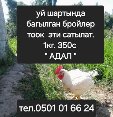 корм для коров цена: Домашний бройлер эти сатылат адал тартибинде союлган 3.5. 4 кг чыгат at lalafo.kg корм для коров цена: Домашний бройлер эти сатылат адал тартибинде союлган 3.5. 4 кг чыгат