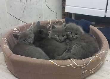 Скотиш Фолд (Шотландская вислоухая), 1 месяц, Мальчик, Серый, Приучена к лотку