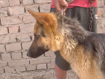 Собаки: Срочно продаю овчарку немецкую обученная сучка недавно родила есть 3