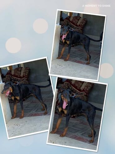 bulldog iti: Dalmatin, 7 ay, Erkek, Peyvəndli, Ünvandan götürmə