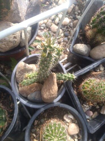 Kaktus: Kaktus — 7