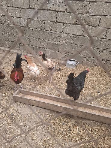 heyratılar: Heyratı fərə 15 aylıq — 2