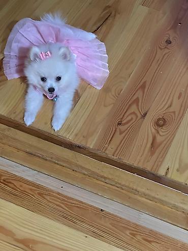 Mini spitz (Pomeranian) balası – ağ rəngli, uzun və yumşaq tüklü, qısa lalafo.az -da Mini spitz (Pomeranian) balası – ağ rəngli, uzun və yumşaq tüklü, qısa
