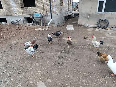 Куры, петухи: Продаю | Петух | Для разведения — 9