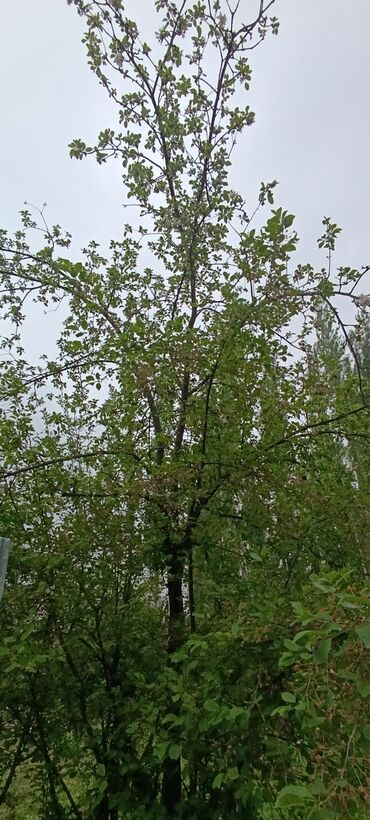 Продажа домов: Дача, 20 м², 6 комнат, Собственник, Евроремонт — 23