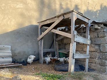 cucə yuvası: Salam. Pompom colpasatlir 2 ayliq satılır bir 20 az cütü 40 az riyal — 2