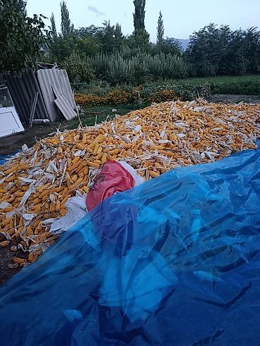 картошка семена купить: Жүгөрү сатылат. Кукуруза в початках — 2