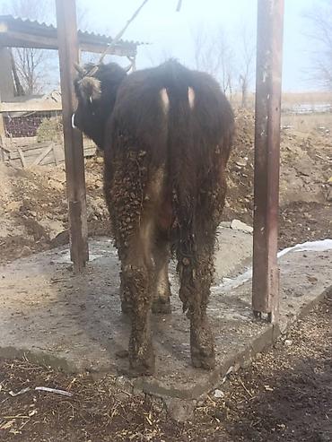 Коровы, быки: Продаю | Бык (самец) | На откорм | Привязанные — 6