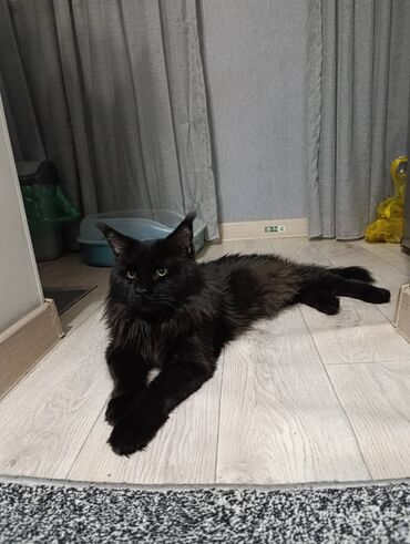 котёнок в добрые руки: Мейн-кун, 2 месяца, Девочка