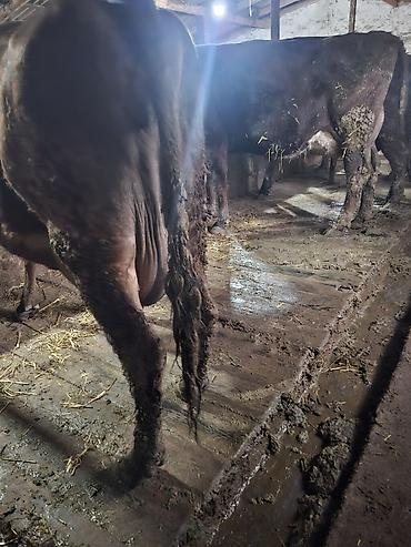 Коровы, быки: Продаю | Корова (самка), Тёлка — 10