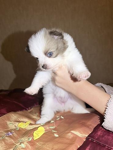 İtlər: Şpitz, 2 ay, Dişi — 11