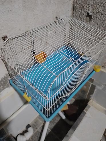 Quş qəfəsi – orta ölçülü, metal barmaqlıqlı və mavi plastik altlıqla