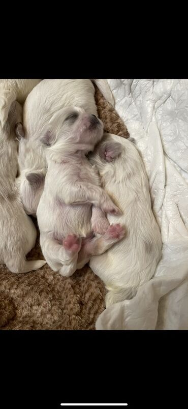 Pişiklər: Pekines, 1 ay
