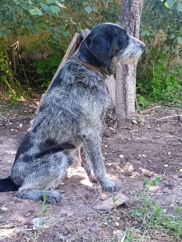 охотничий собака дратхар: Продам собаку, парода дратхар,самец,4 года