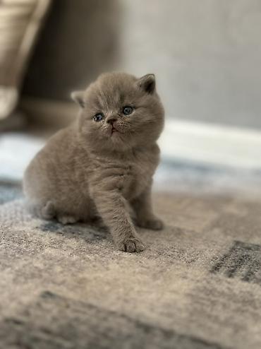 шерс: Британский короткошерстный котёнок, окрас голубой (blue). - — 9