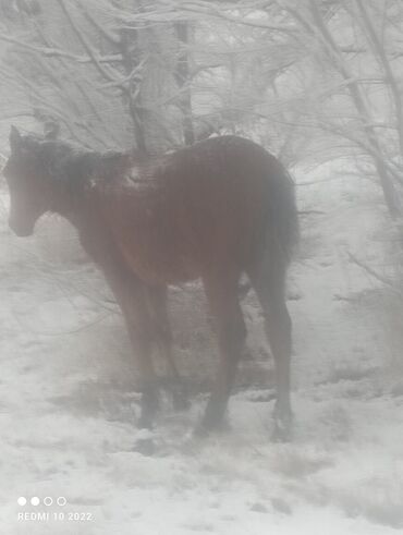 Лошади, кони: Продаю | Кобыла (самка) | Для разведения — 8