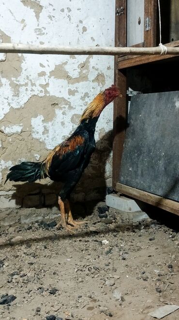 сколько стоит 1 кг домашних пельменей: Дакан цена 7000 торг имеется at lalafo.kg сколько стоит 1 кг домашних пельменей: Дакан цена 7000 торг имеется