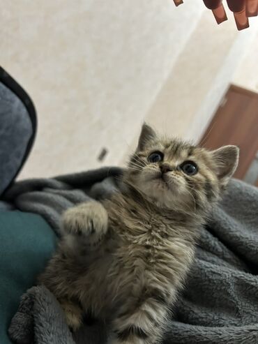 bengal pişik: Tabbi, Dişi, Ünvandan götürmə, Pulsuz çatdırılma, Ödənişli çatdırılma