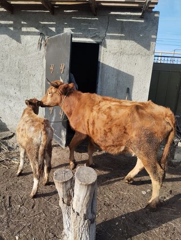 Inəklər, öküzlər: Dişi, il: 7, Südlük, Ünvandan götürmə