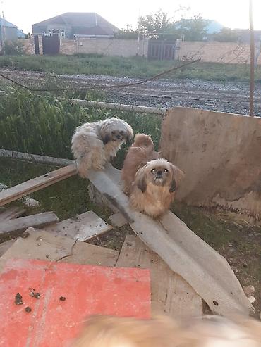 İtlər: Pekines, 8 ay, Erkek, Ödənişli çatdırılma — 6