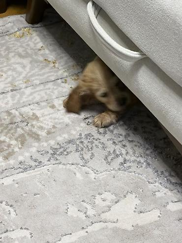 labrador balasi satilir: Retriever, Erkək — 3