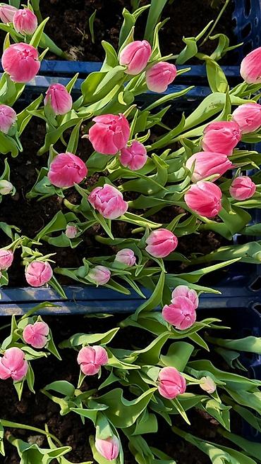 Букеты из живых цветов: Тюльпаны — предзаказ - Срезанные тюльпаны из теплицы, аккуратные at lalafo.kg — 5 Букеты из живых цветов: Тюльпаны — предзаказ - Срезанные тюльпаны из теплицы, аккуратные — 5