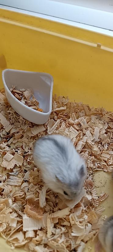 Животные: 🐹 Готовый пушистый друг — без забот! 🏡 Джунгарский хомяк (1,5 месяца) — 4