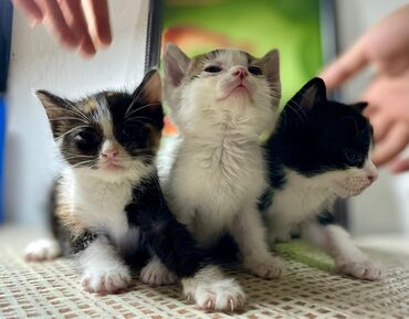кото: На фото 3 котёнка. две девочки и один мальчик. нам нужно срочно всем