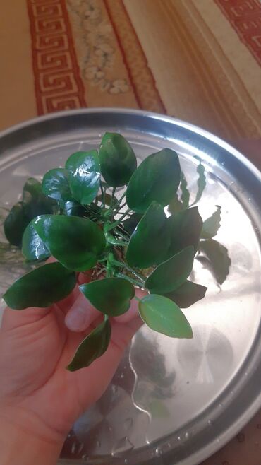 Akvarium aksessuar və ləvazimatları: Akvarium aksessuar və ləvazimatları