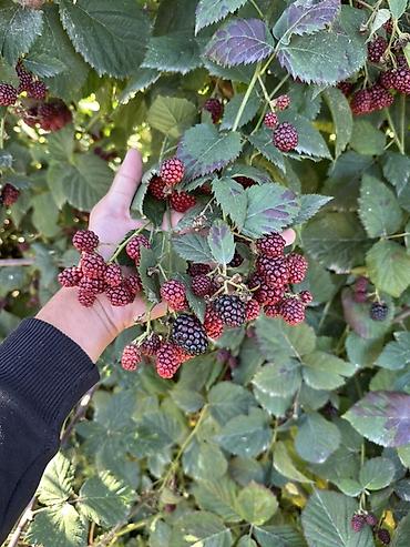 Семена и саженцы: 🍇 САЖЕНЦЫ ЕЖЕВИКИ «ЛОХ ТЕЙ» 🌿 🌱 Сорт: Лох Тей (Loch Tay) 🪴 Крепкие и — 1