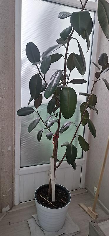 Фикусы: Фикус каучуконосный (Ficus elastica), высота от пола — 175 см. - — 1