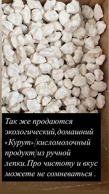 кумысолечение 2023: Кымызсатылат Ат Башыдан келген — 1