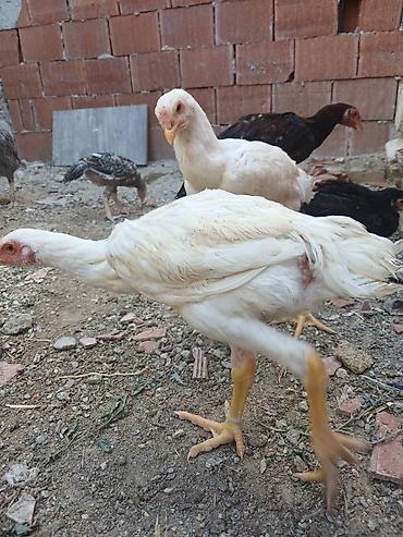 alman spitz: Toyuq cücələri, Damazlıq — 7