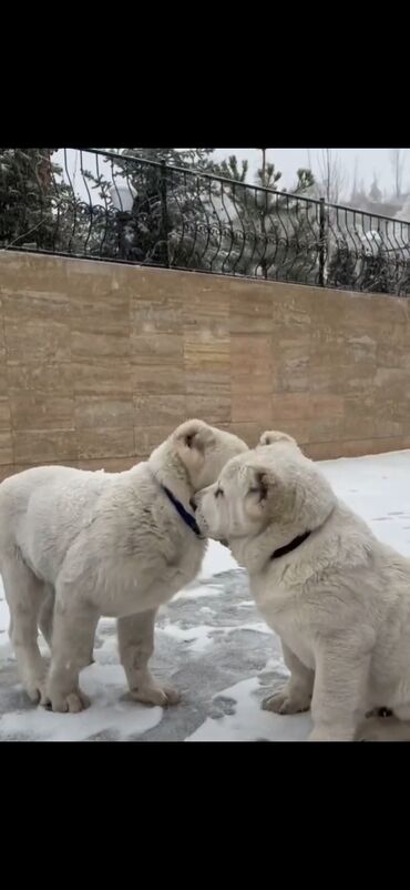 İtlər: Alabay — 6