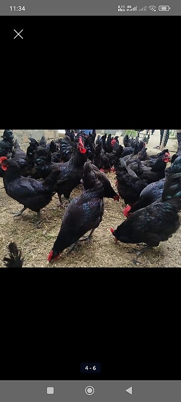 kirpi satisi: Toyuq, Australorp, Yumurtalıq, Ünvandan götürmə, Ödənişli çatdırılma — 3