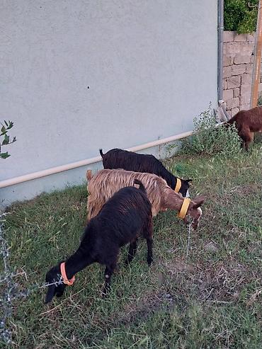 Keçilər, çəpişlər: Super Hələb keçisi ! 2 si birinci qarına doğub 2 sidə 3 qarına doğub — 6