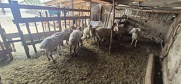 Баран, овца: Продаю | Овца (самка), Ягненок, Баран (самец) — 6