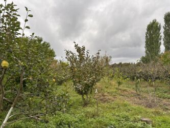 Bağ evlərinin satışı: Xaçmaz, 120 kv. m, 5 otaqlı, Hovuzsuz, Artezian quyusu, İnternet, Telefon — 14