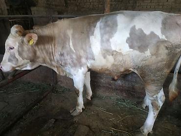 Коровы, быки: Продаю | Бык (самец) | На откорм, На забой, Для разведения — 8