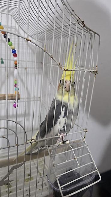 korella satışı: Korella papuqayı satılır. Erkek papuqaydir, qefes ve diger — 2