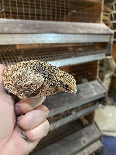 Другие с/х животные: Китайские расписные перепелки - Породы/окрасы: смешанные – тёмные — 29