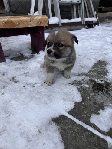 собака машке: Собака даром: Дворняжка, 1 месяц, Самка