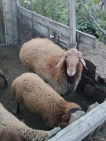 keci satsi: Erkək, il: 1, 90 kq, Ətlik, Ünvandan götürmə — 5